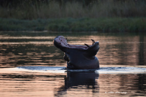 Hippo im Kawango